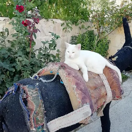 Esens Stone House Nocleg ze śniadaniem 4*